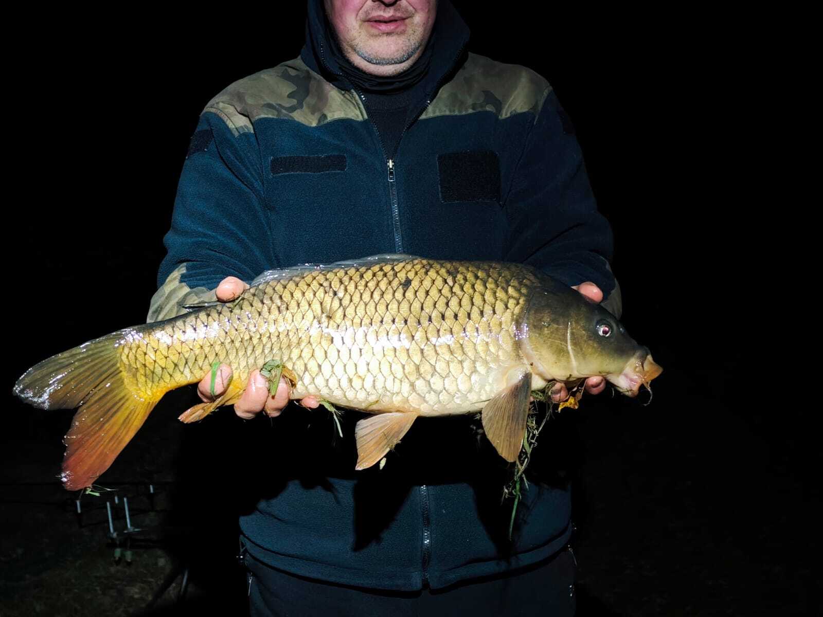 Piękny karp złowiony na łowisku w Jasienicy