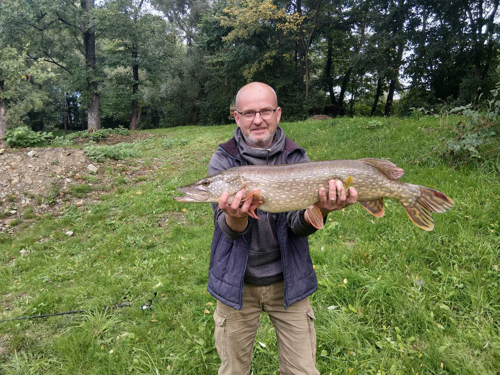Piękne ubarwienie karpia z Jasienicy